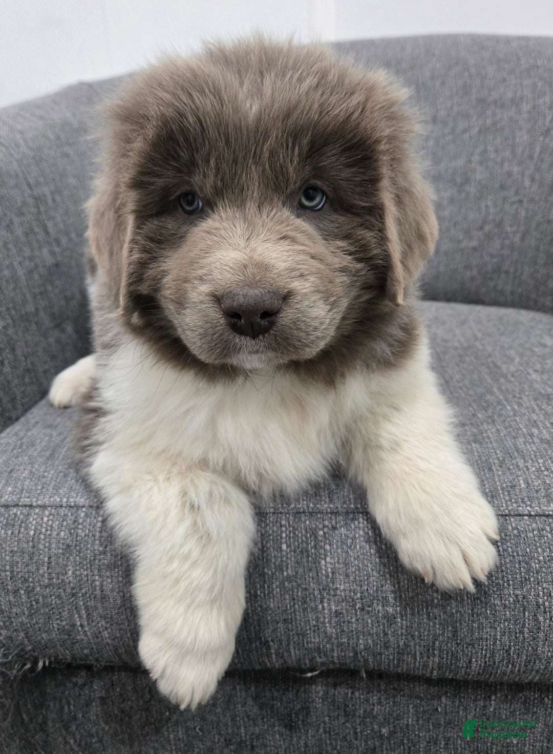 Newfoundland dogs for sale: Bella - Ad 2