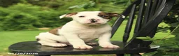 Mixed Breed dogs for sale: Jefferson - Ad 3