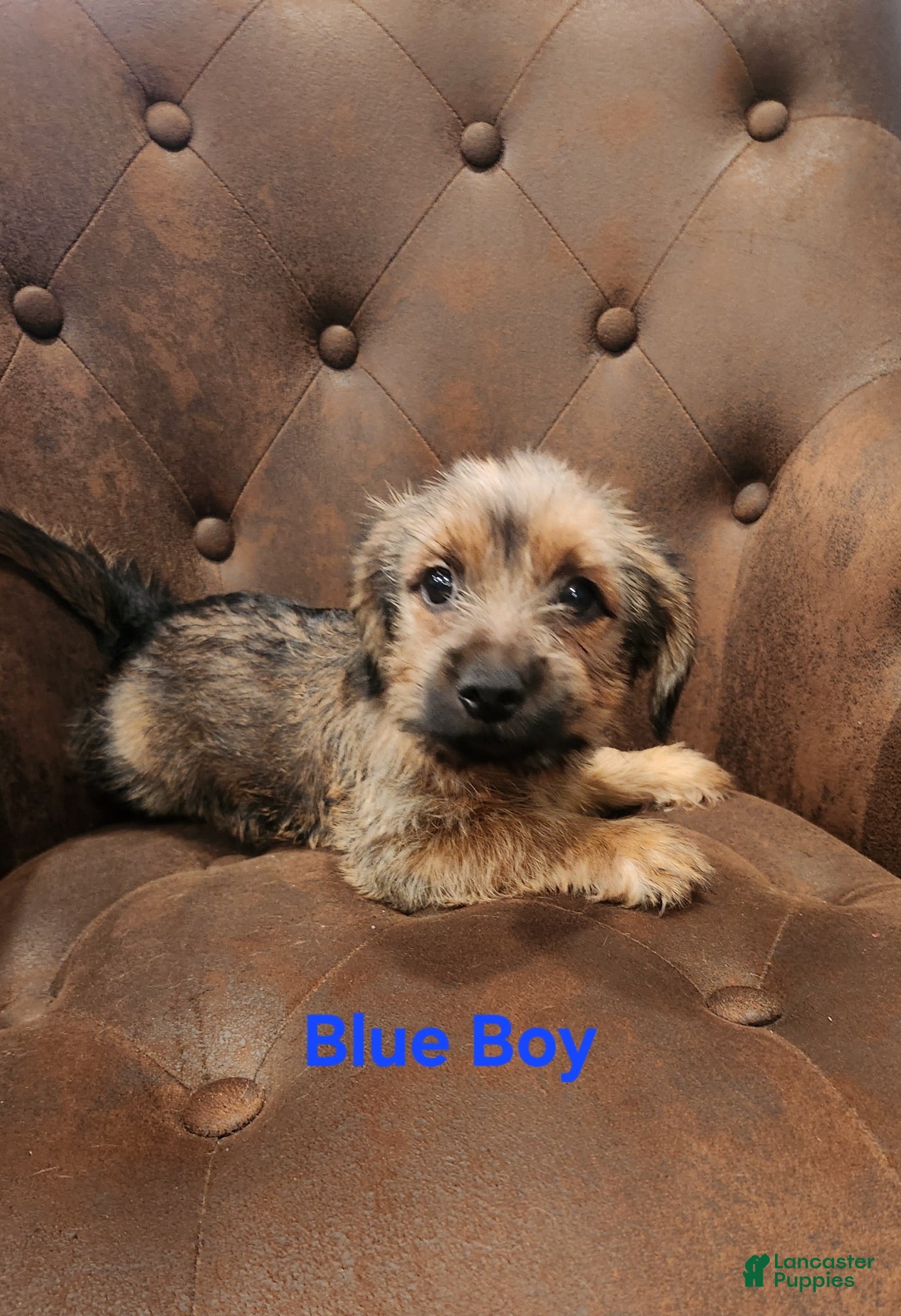 Shorkie dogs Shorkie 4 - Ad 1