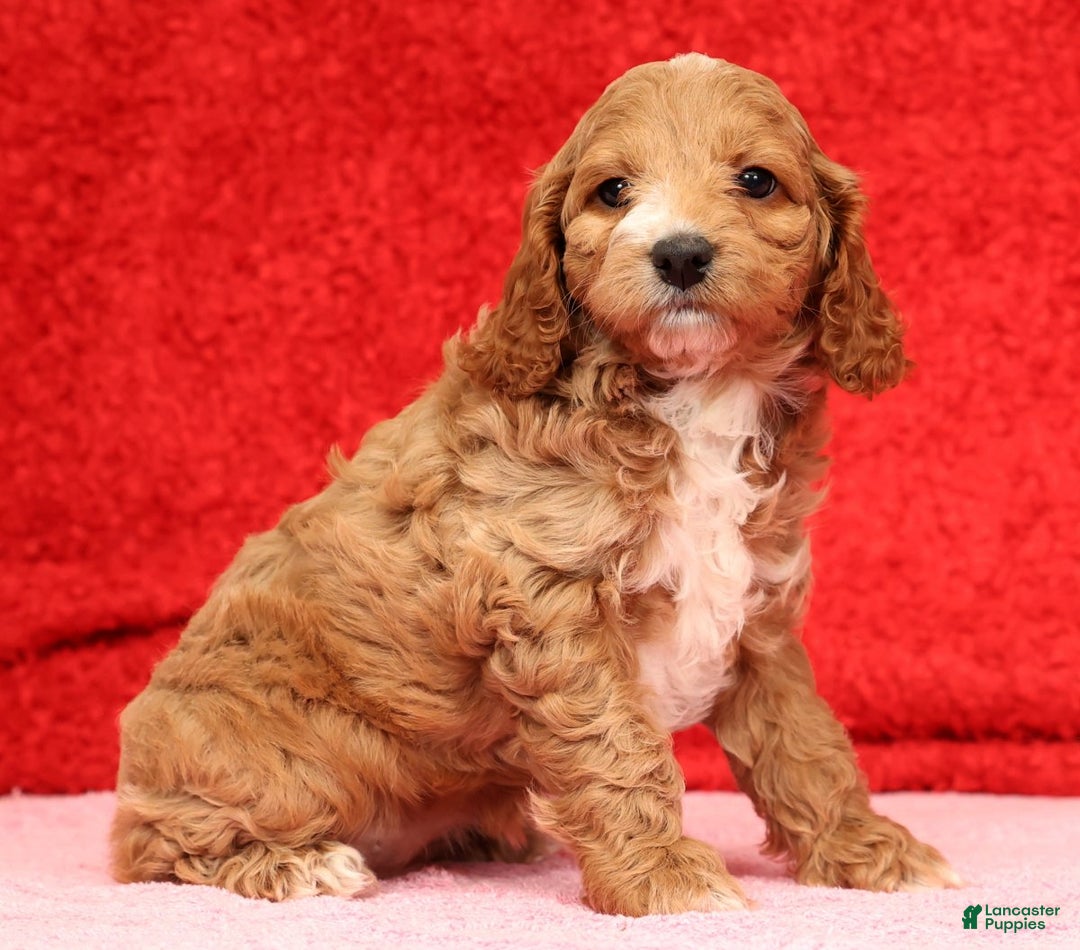 Cockapoo dogs for sale: Pearl - Ad 4
