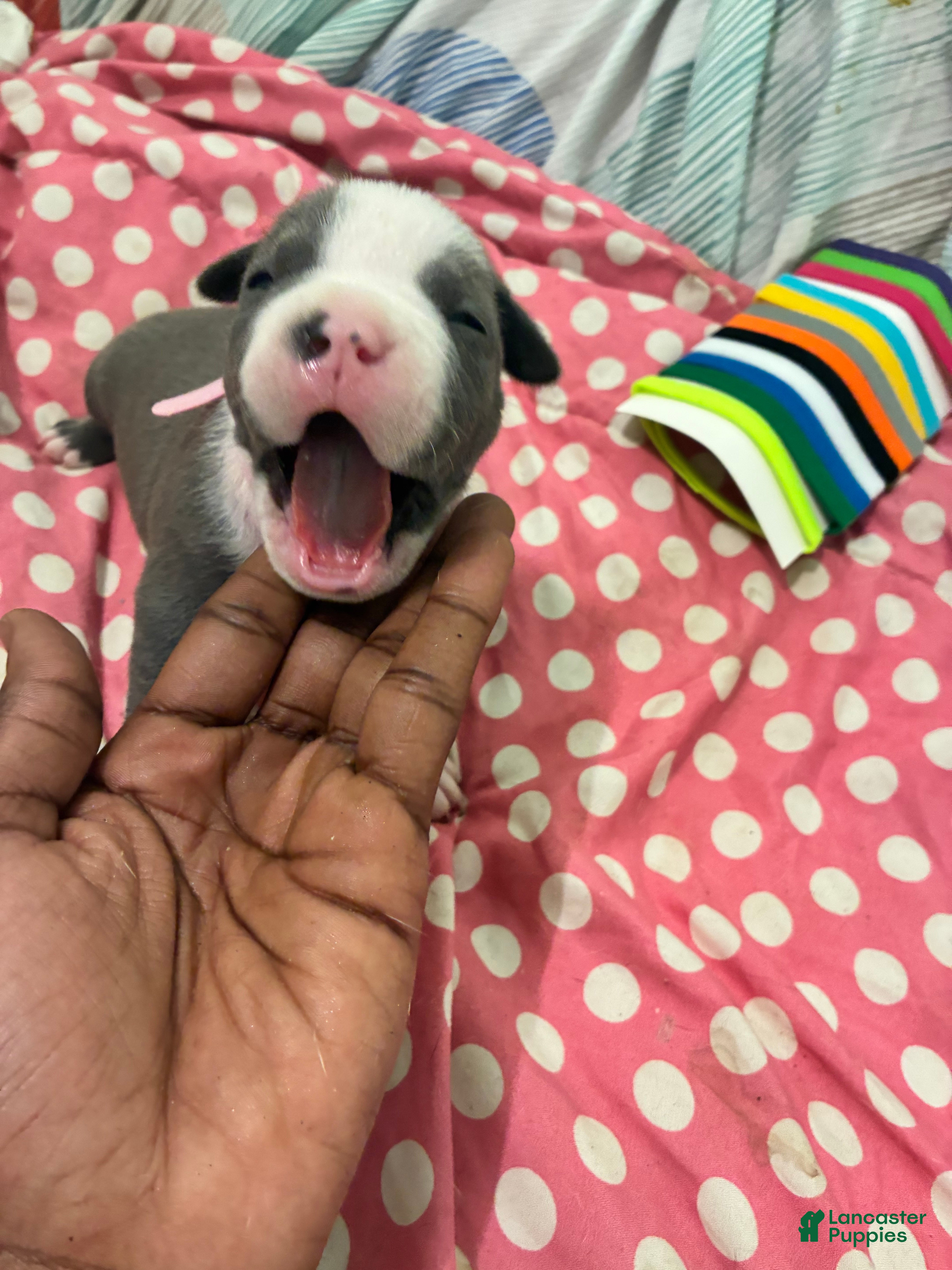 American Bully dogs American Bully Puppy 8 - Ad 18