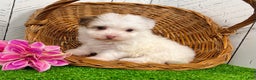Havanese dogs for sale: Rita - Ad 4
