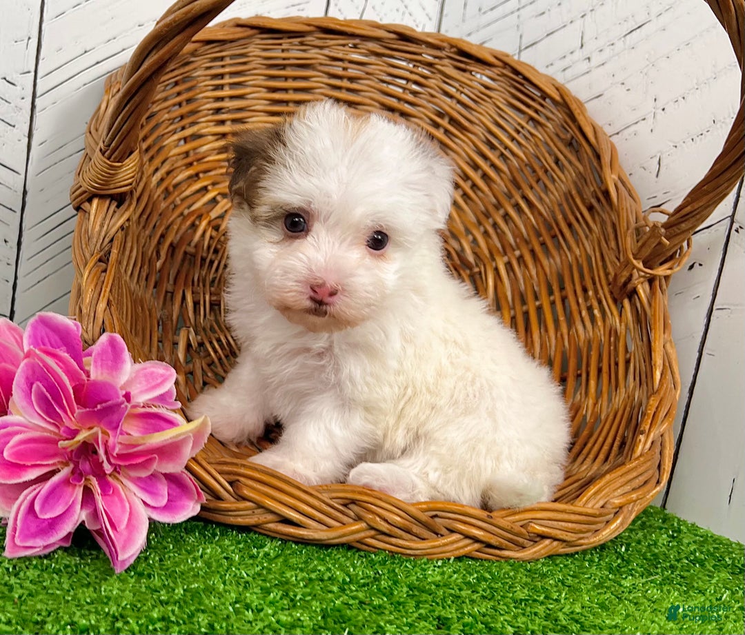 Havanese dogs for sale: Rita - Ad 4