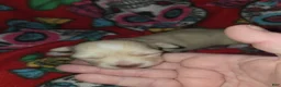 Chihuahua dogs for sale: Long Hair Cream Girl - Ad 2