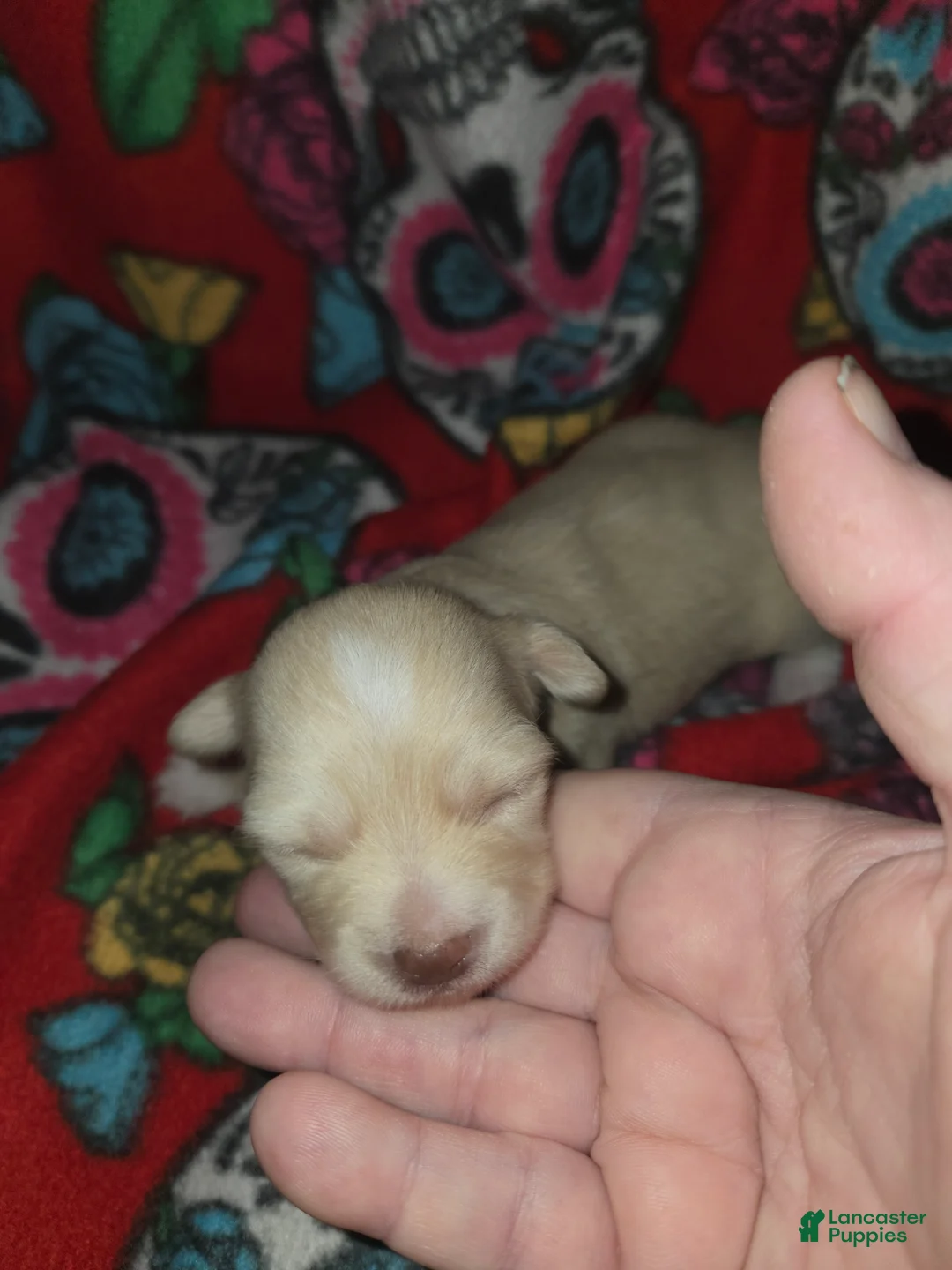 Chihuahua dogs for sale: Long Hair Cream Girl - Ad 2