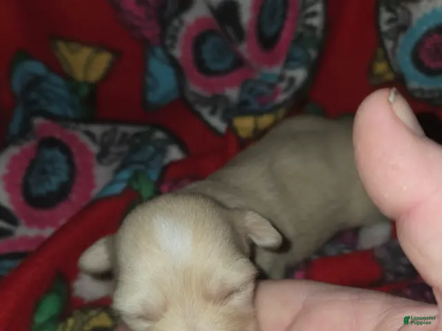 Chihuahua dogs for sale: Long Hair Cream Girl - Ad 2