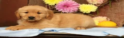 Golden Retriever dogs for sale: Hank - Ad 8