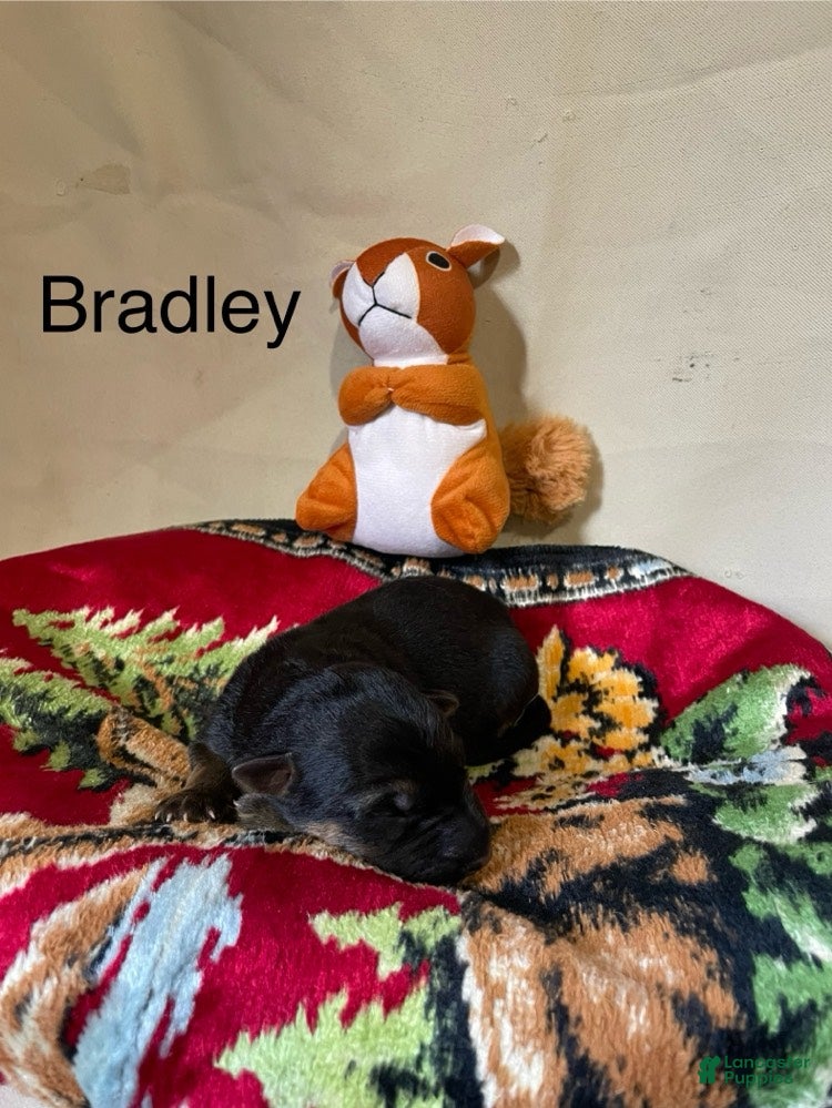 German Shepherd dogs Bradley - Ad 2