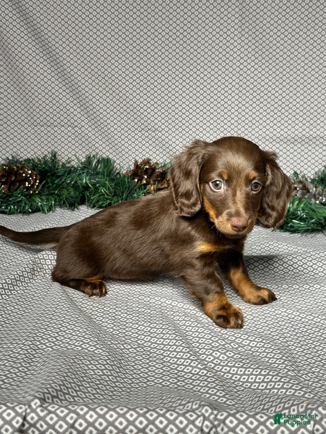 Miniature Dachshund dogs for sale: Alice - Ad 5