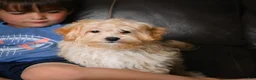 Maltipoo dogs for sale: Jackson - Ad 12
