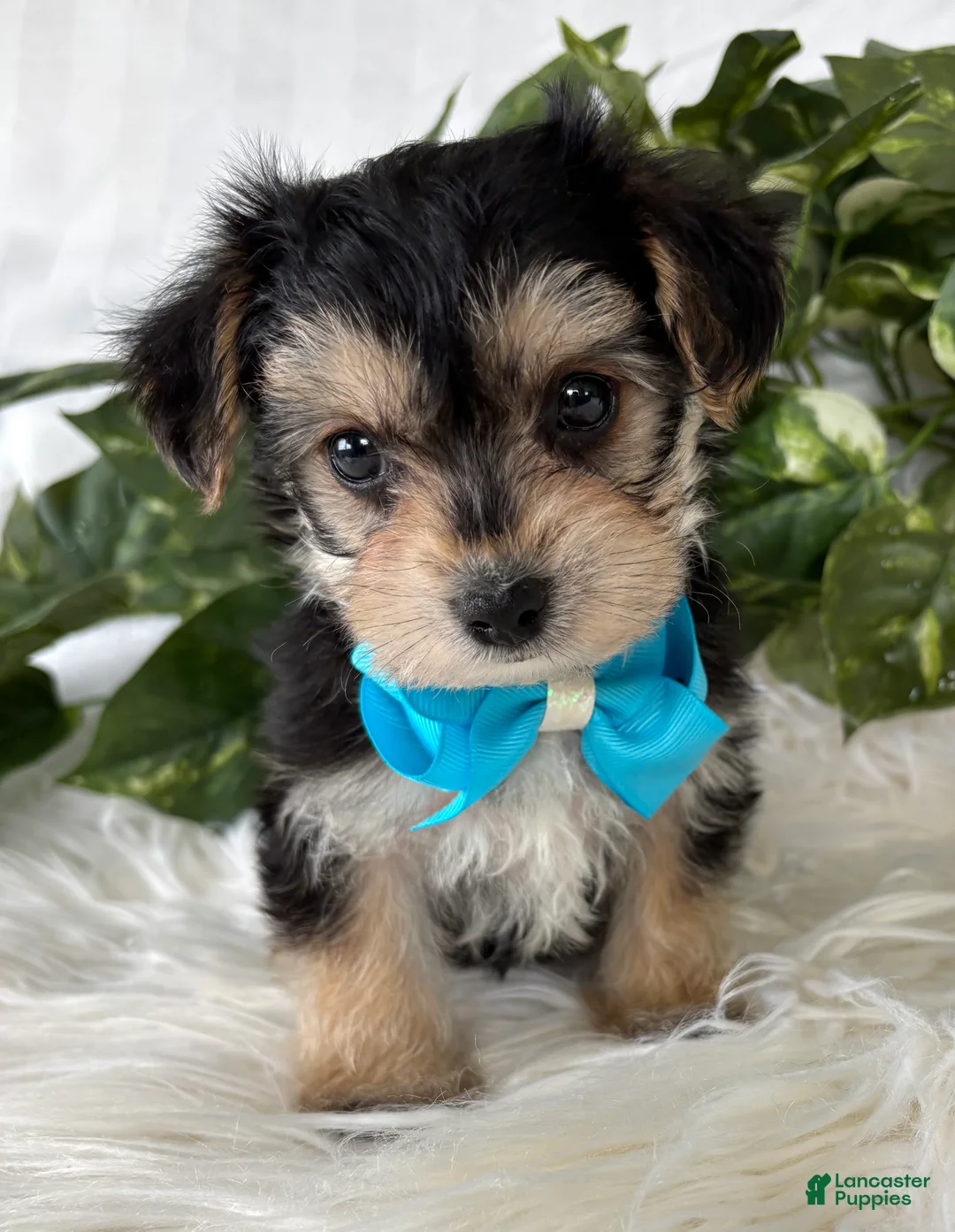 Morkie dogs for sale: Preston - Ad 8