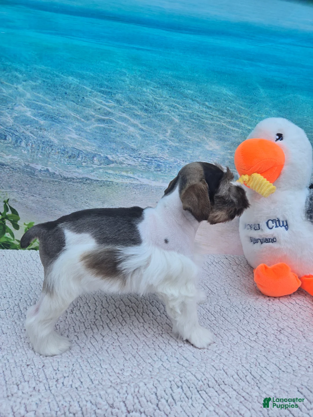 Miniature Schnauzer dogs for sale: Twix - Ad 2