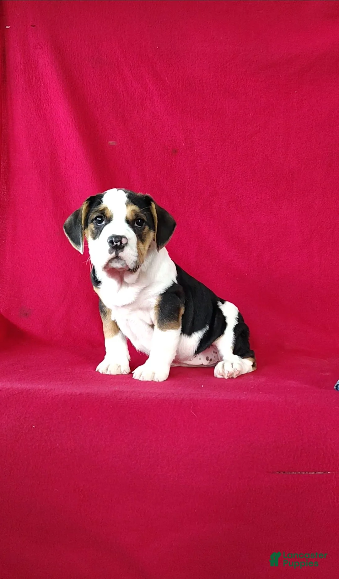 Beabull dogs for sale: Sally - Ad 1