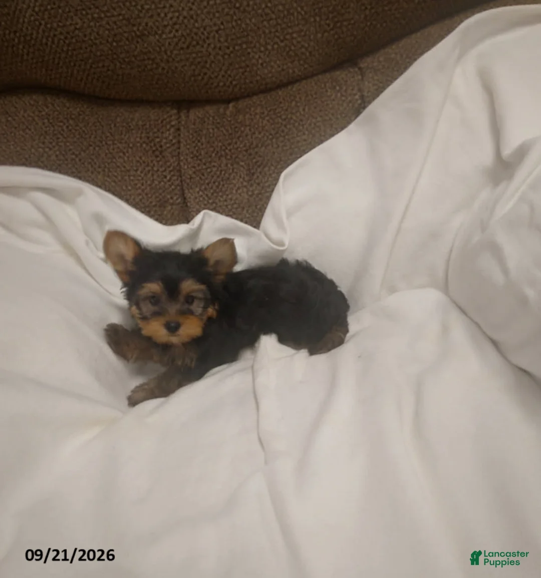 Yorkshire Terrier dogs for sale: Tulip - Ad 3