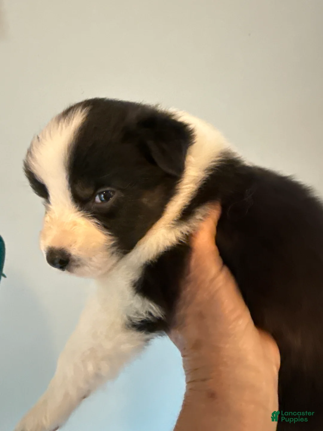 Australian Shepherd dogs for sale: Australian Shepherd Puppy 5 - Ad 2