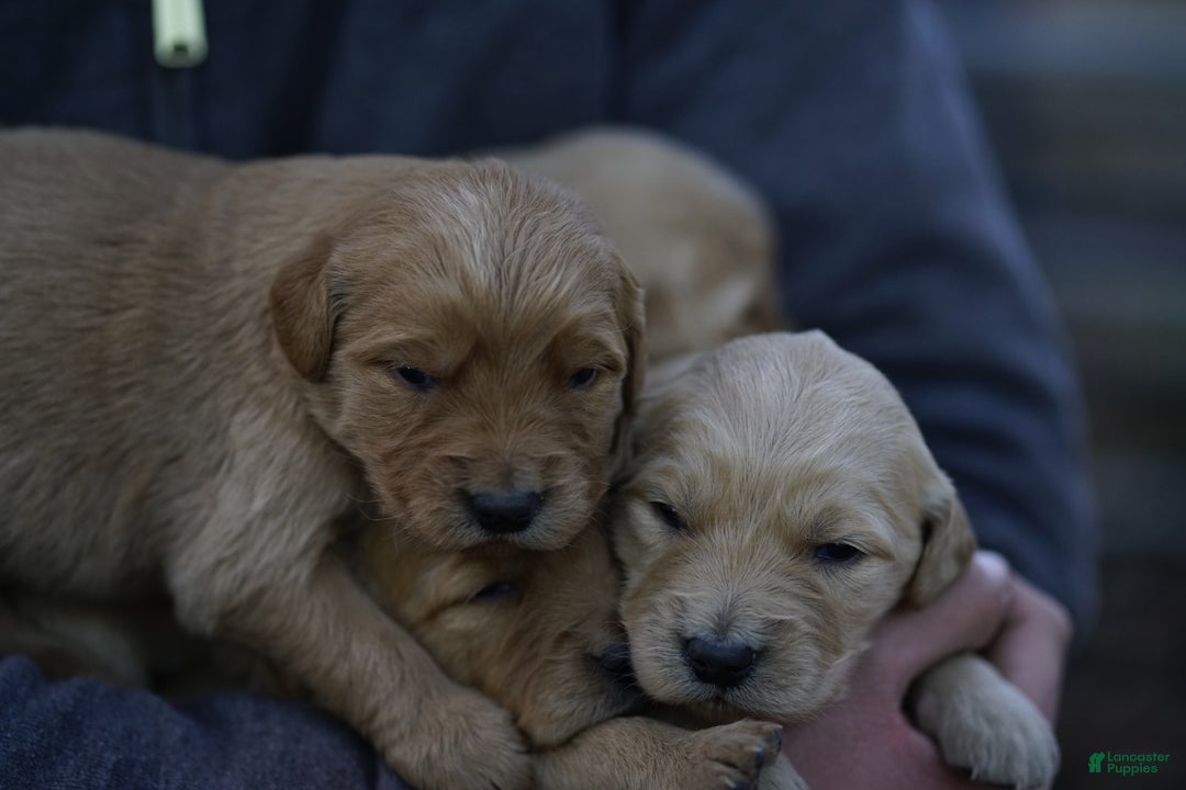 Golden Retriever dogs for sale: Golden Retriever Puppy 3 - Ad 10