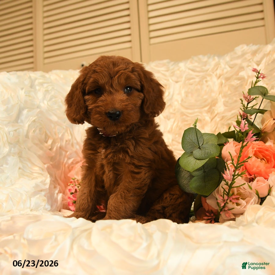 Mini Goldendoodle dogs Georgia - Ad 1