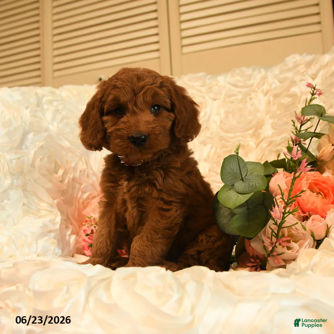 Mini Goldendoodle dogs for sale: Georgia - Ad 1