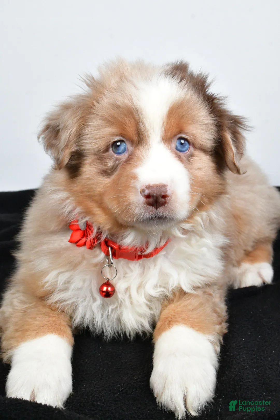 Miniature Australian Shepherd dogs for sale: Ruby - Ad 4