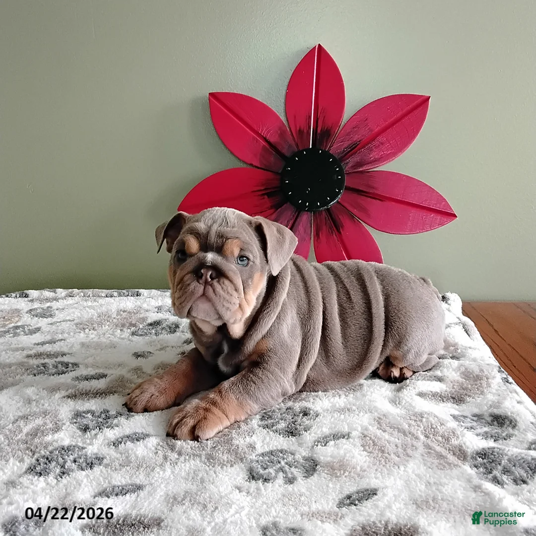 English Bulldog dogs for sale: Karol - Ad 2