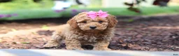 Cavapoo dogs for sale: Millie - Ad 6