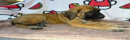 English Mastiff dogs for sale: Tank (Blue) - Ad 3
