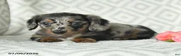 Dachshund dogs for sale: Bella   - Ad 4