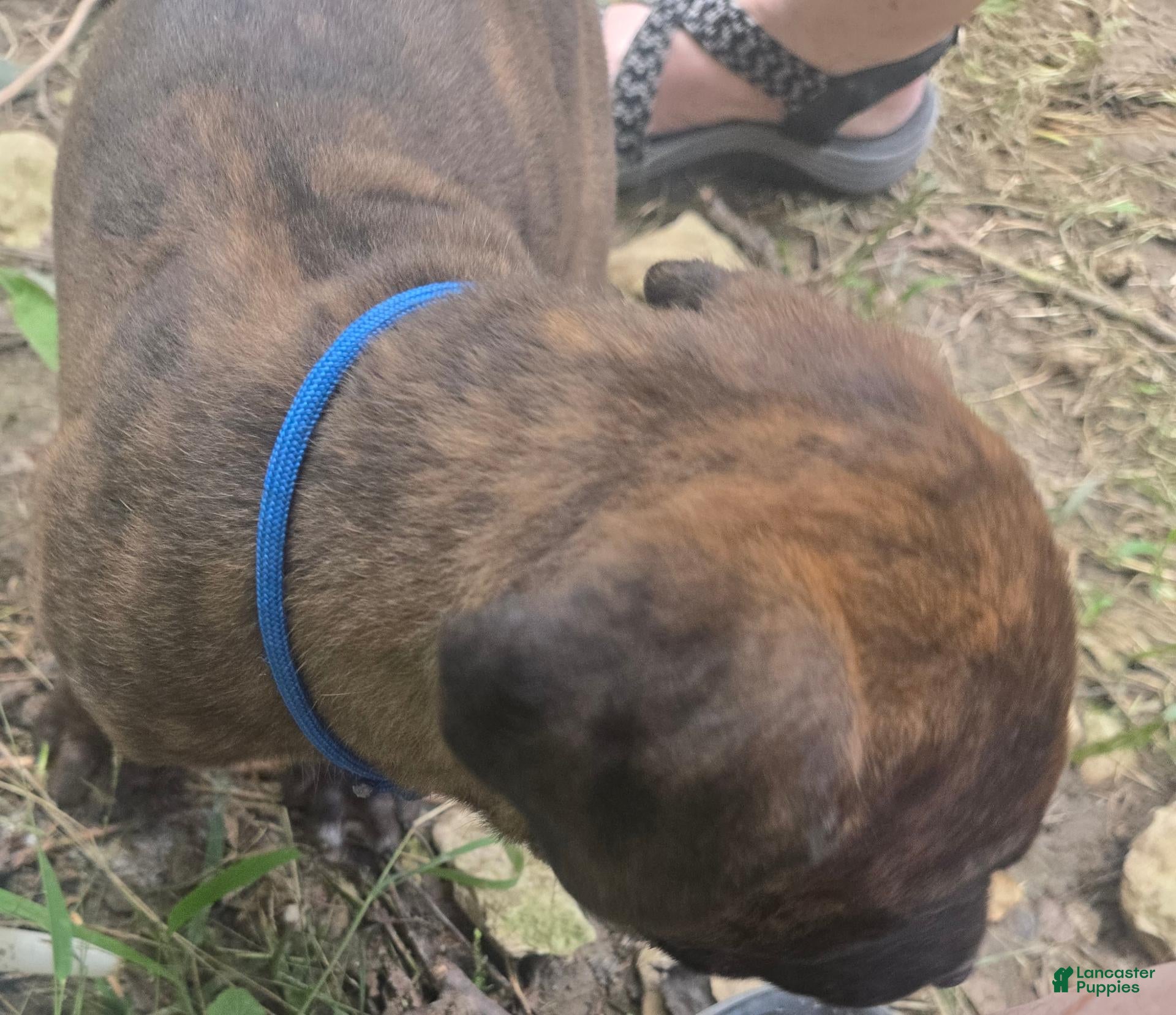 Cane Corso dogs Cane Corso 1 - Ad 33