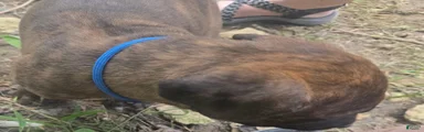 Cane Corso 1