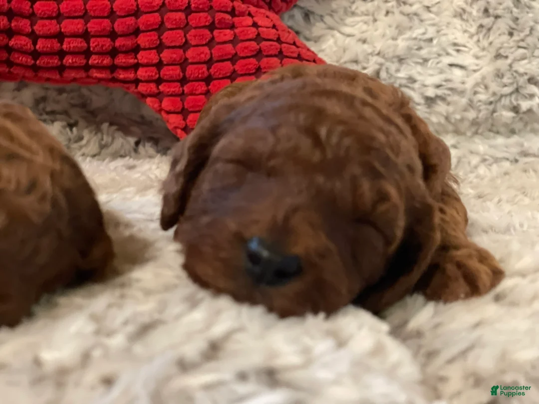 Mini Goldendoodle dogs for sale: Red Male Mini Goldendoodle - Ad 7