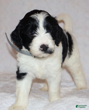 Mini Goldendoodle dogs Reagan  - Ad 1