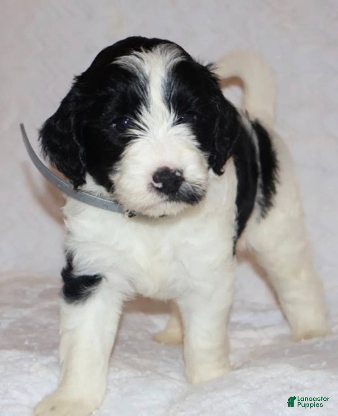 Mini Goldendoodle dogs for sale: Reagan  - Ad 1