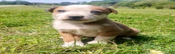 Mixed Breed dogs for sale: Mixed Breed Puppy 1 - Ad 4