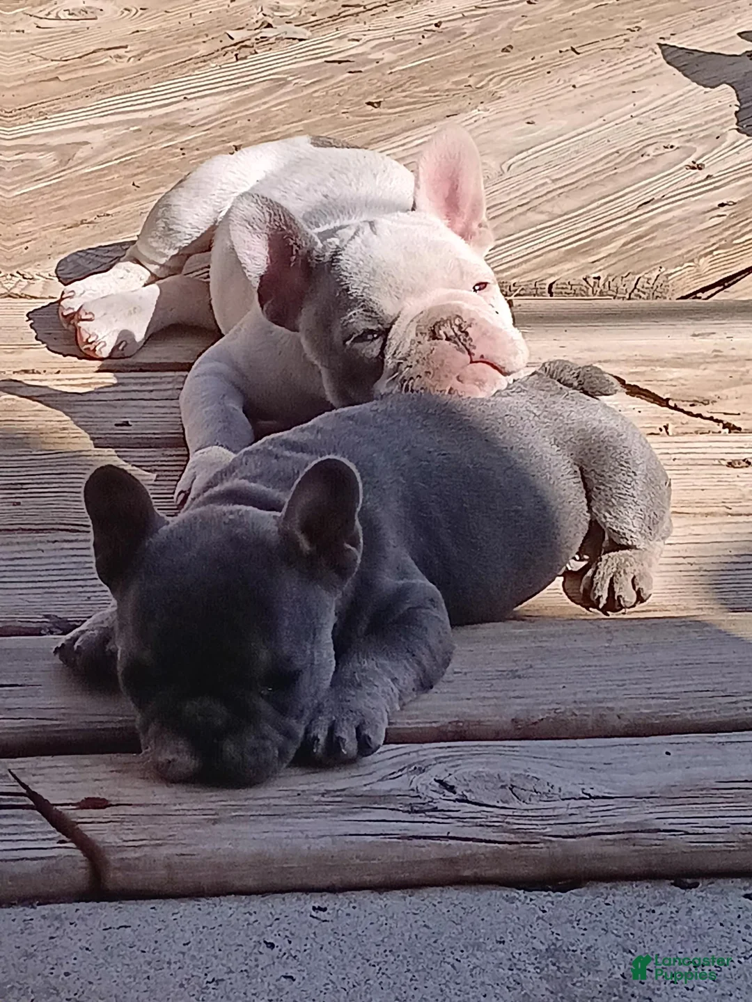 English Bulldog dogs for sale: English Bulldog Puppy 2 - Ad 8