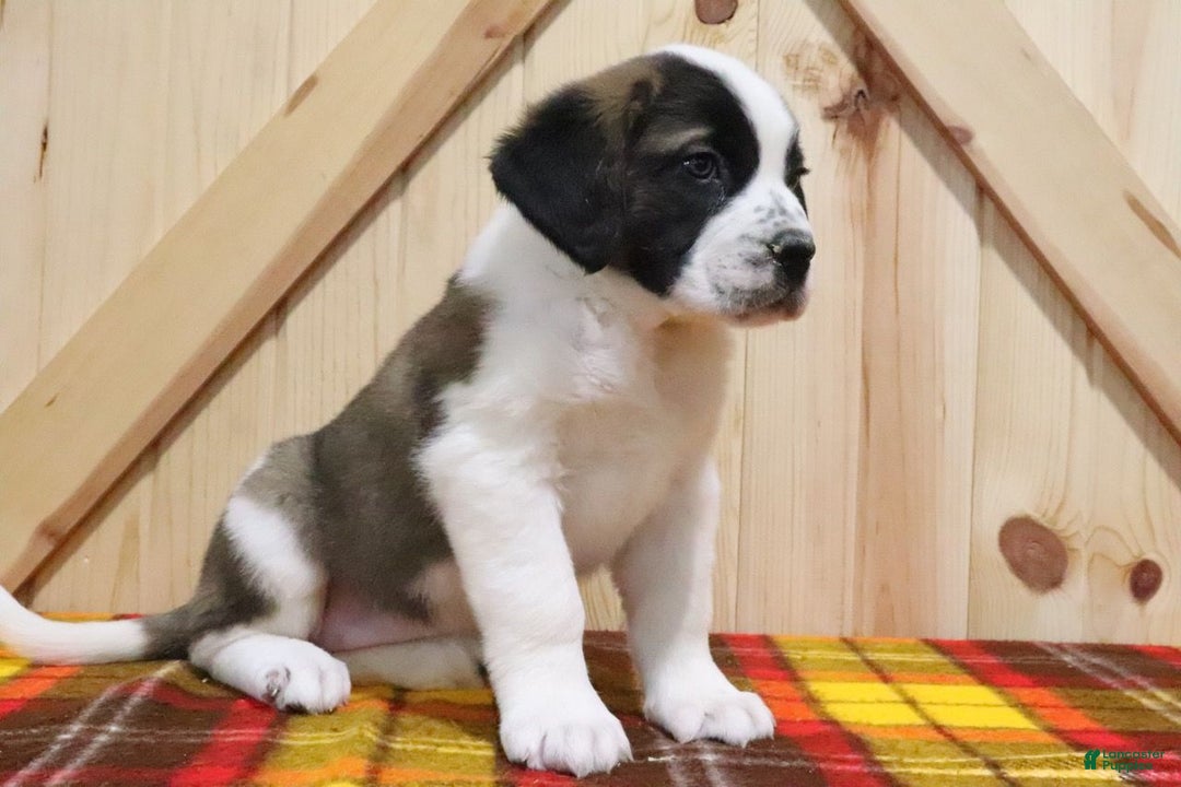 Saint Bernard dogs for sale: Starr - Ad 3