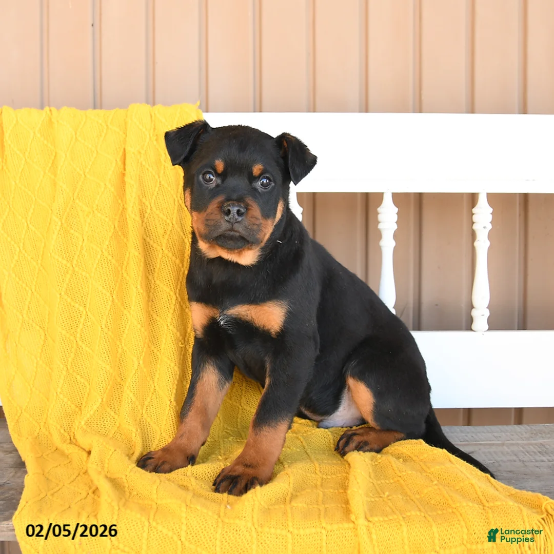 Rottweiler dogs for sale: Snoopy - Ad 1