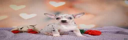 Chihuahua dogs for sale: JEREMY - Ad 7