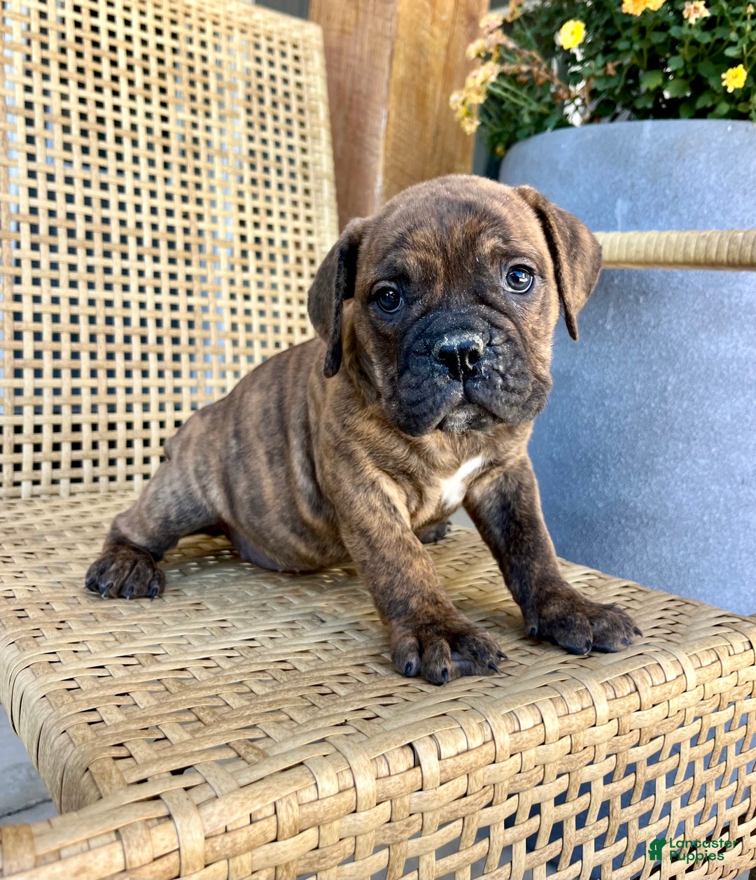Olde English Bulldogge dogs for sale: Pixie - Ad 2
