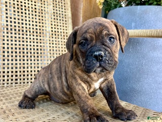 Olde English Bulldogge dogs - Ad 6