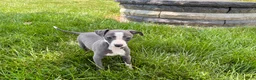 Italian Greyhound dogs for sale: Fiona - Ad 13