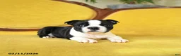 Boston Terrier dogs for sale: Roscoe - Ad 8