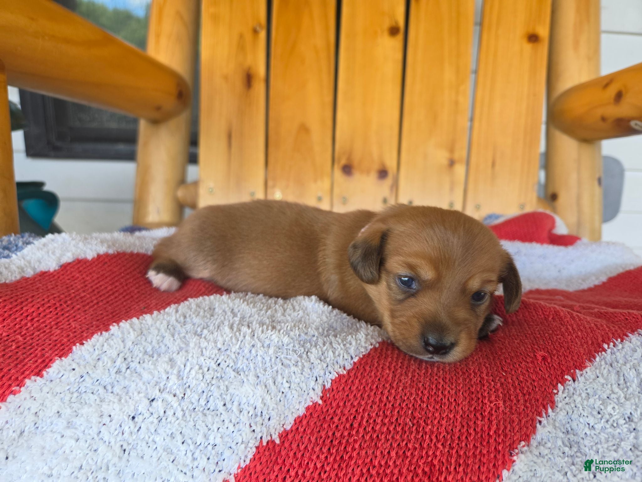 Miniature Dachshund dogs Peanut - Ad 20