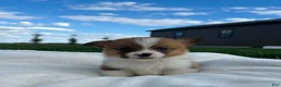 Welsh Corgi Pembroke dogs for sale: Blaise Welsh Corgi Pembroke Puppy  - Ad 4