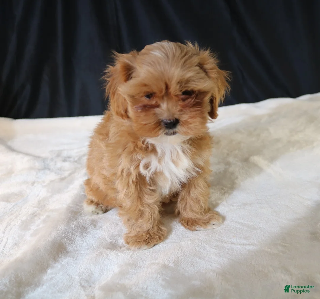 Shihpoo dogs for sale: Shihpoo Puppy 2 - Ad 11