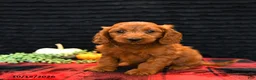 Cavapoo dogs for sale: Ollie - Ad 3