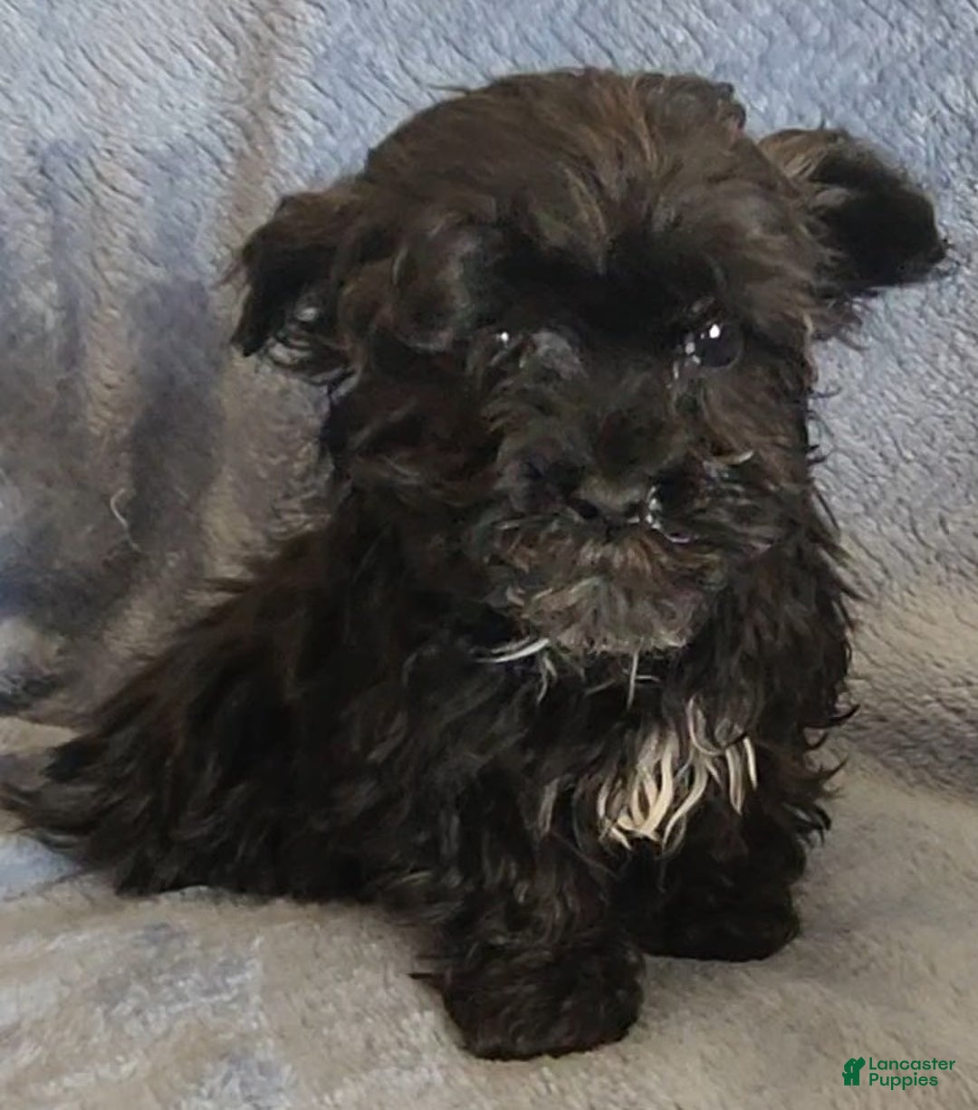 Shihpoo dogs for sale: Andy - Ad 1