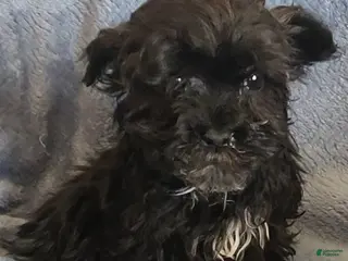 Shihpoo dogs Andy - Ad 13