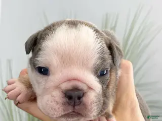 English Bulldog dogs Chloe - Ad 7