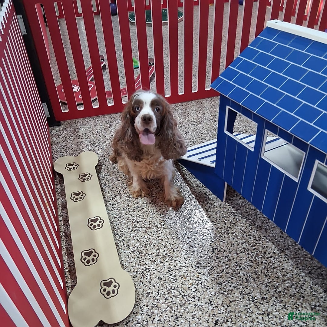 Cockapoo dogs for sale: Twila - Ad 6