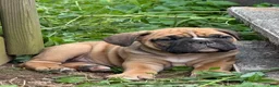 Mixed Breed dogs for sale: Grizzly - Ad 2